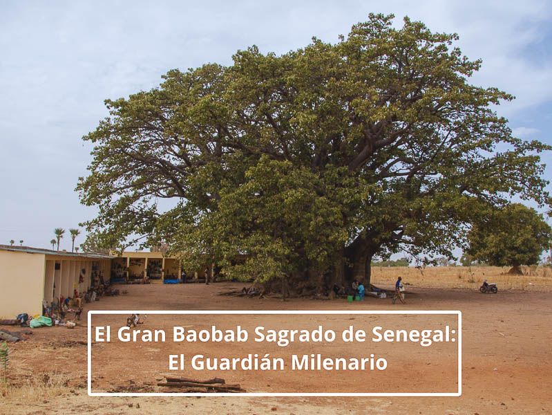 El Gran Baobab Sagrado de Senegal: El Guardián Milenario